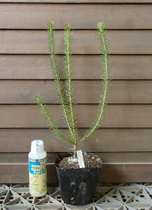 y3|bgczoNVA@GVtH[Aiq[XoNVAj@@c@c؁@؁@I[W[vc