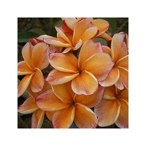 プルメリア 生花の人気商品 通販 価格比較 価格 Com プルメリア 生花の人気商品 通販 価格比較 価格 Com