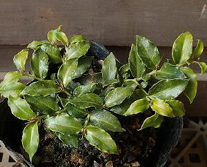 AhEV@fS@itj@AhIV@c@c