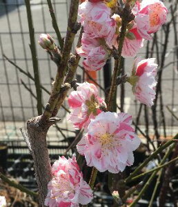 植木 盆栽 花桃 Diy 工具の人気商品 通販 価格比較 価格 Com