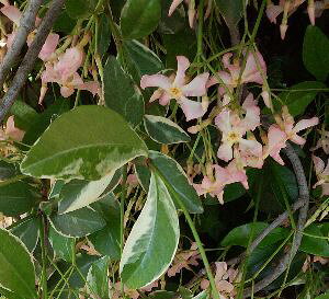 ピンクジャスミン 桃香 白覆輪葉 (桃花テイカカズラ)苗 苗木 ポット植え スタージャスミン