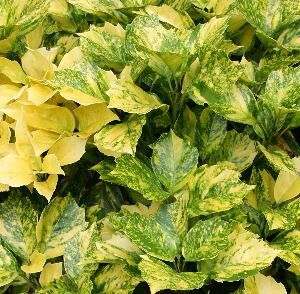 植木 盆栽 アオキの人気商品 通販 価格比較 価格 Com 植木 盆栽 アオキの人気商品 通販 価格比較 価格 Com