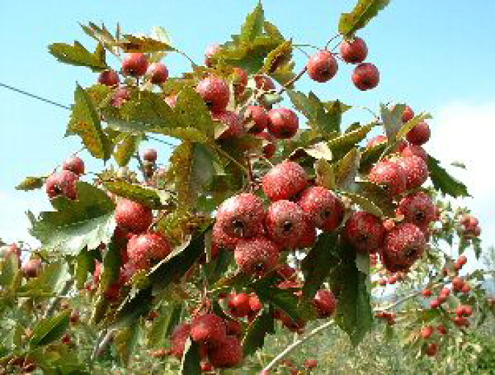 楽天市場 5寸鉢植え 薬膳果 食用大実サンザシ 北京 果樹苗 日本花卉ガーデンセンター Annex