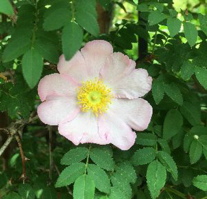 楽天市場 サンショウバラ 山椒薔薇 日本花卉ガーデンセンター Annex