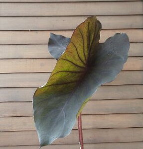 t^C@ubNE}WbN@5XNGAA@ȍt̃^C@ubN}WbN