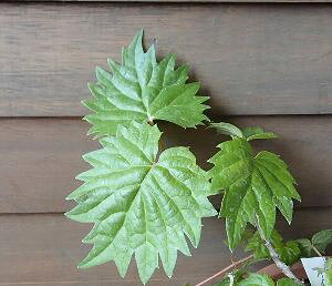 zԁ@c@ۗtK~iCK~jizԁjyԖؒ؁EAWTCERzԁEz