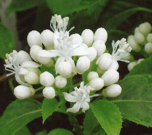 zԁ@c@ԁ@R@gLAWTC@izԁjyԖؒ؁EAWTCERzԁEz