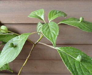 ԃCJ_iY؁E؃ZbgjniCJ_AԔ