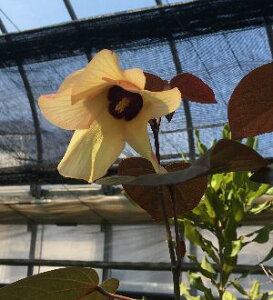 銅葉(赤葉)オオハマボウ(ユウナ) 苗 苗木