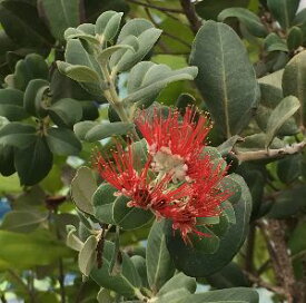 オヒアレフア　5寸鉢植え　（赤花）オヒアの木
