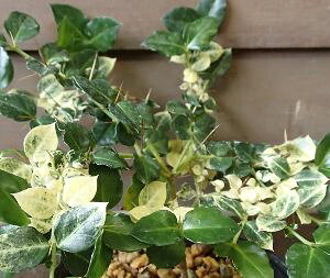 斑入りアリドウシ 苗 苗木