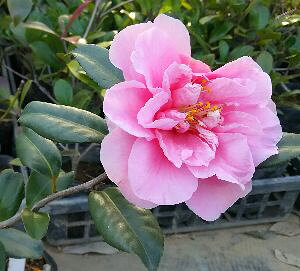 Ί_@TUJiRԁj@c@c؁yԖؒ؁ERԁETUJE񂩁z