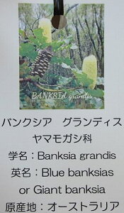 バンクシア グランディス 7寸鉢植え 大株 Banksia grandis (ブルーバンクシア、ジャイアントバンクシア) 苗 苗木 庭木 オージープランツ