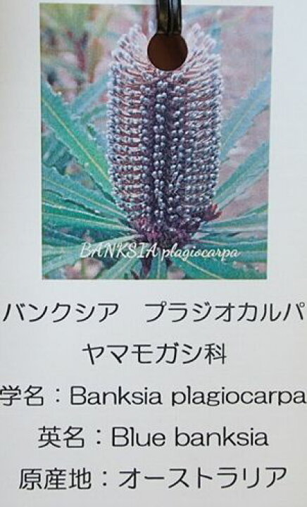 楽天市場】バンクシア プラジオカルパ : 日本花卉ガーデンセンター annex