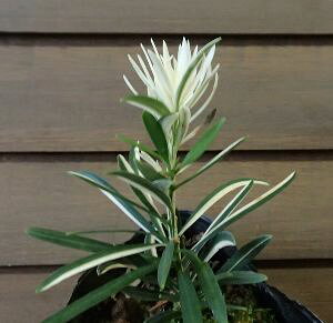 マキ ラカンマキ 白斑