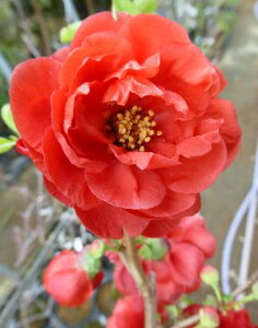 �N�T�{�P�@�c�؁@�����q�i�g�Q�i�V�N�T�{�P�j���؉Z