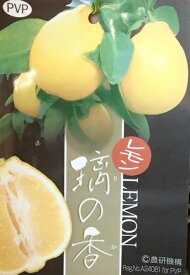 レモン　璃の香（りのか、リノカ）れもん　檸檬　苗木《果樹苗》　1年生苗　PVP商品（種苗法登録品種）