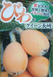 びわ 苗木 枇杷 ビワ(クィーン長崎)《果樹苗》