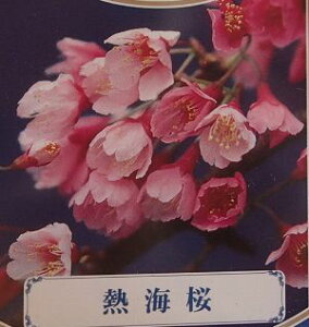 @c؁@MC  c c @MC@݂񂴂 A^~JUN@@c؁@c@y Ԗ  TN z