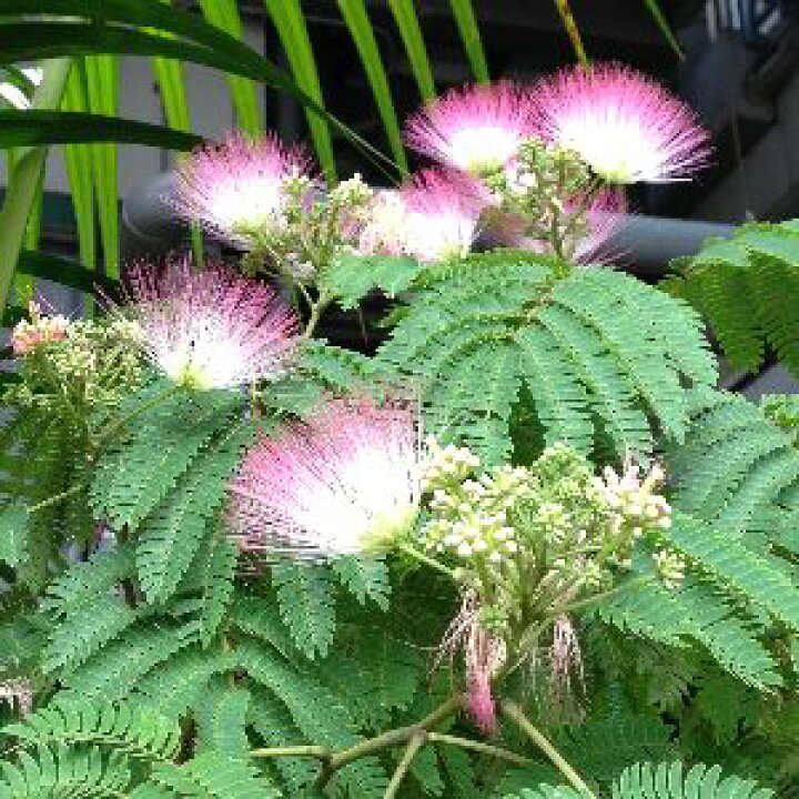楽天市場 ネムノキ 合歓の木 5寸鉢植え 樹高 40センチ程度 ネムの木 ねむの木 日本花卉ガーデンセンター Annex