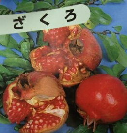 楽天市場 ザクロ 苗の通販