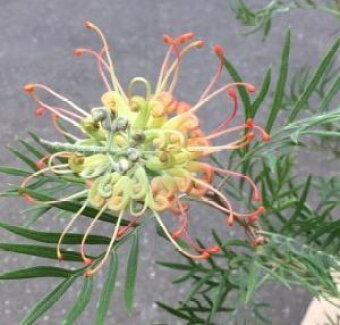 楽天市場 果樹 花木 熱帯植物 ﾈｲﾃｨﾌﾞﾌﾟﾗﾝﾂ 希少植物も有ります 日本花卉ガーデンセンター Annex トップページ