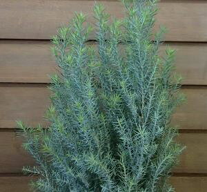 Vo[X^[iRjt@[j3|bgA×2|bg