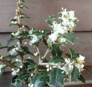 香ヒイラギ 香姫 3寸ポット植え 香柊 苗 苗木