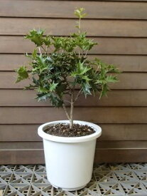 楽天市場 ヒイラギ 鉢植えの通販