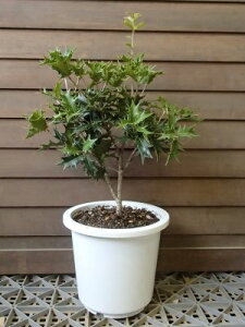 観葉植物 果樹 鉢植えの人気商品 通販 価格比較 価格 Com