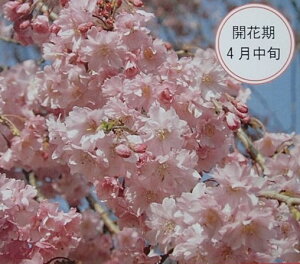 @c؁@dg}ij}@@c؁@c@y؉Ԗ؁EETNEz