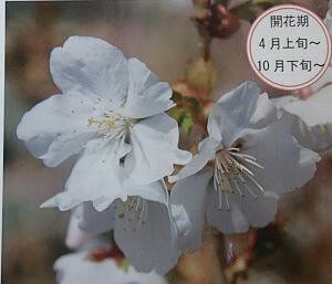 @c؁@y8AzlG  c  VLUN@@c؁@c@y Ԗ  TN z@̔A