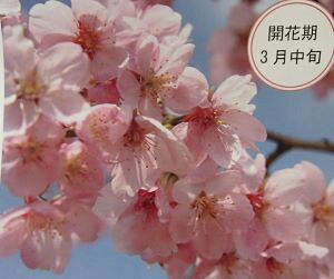 @c؁@務 ^CEUN c؁@@c@y Ԗ  TN z