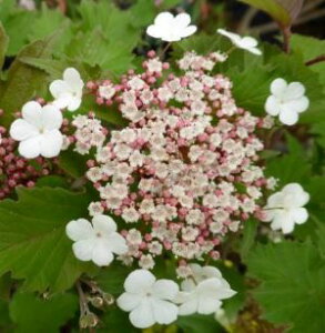 ビバーナム オノンダガ 苗 苗木