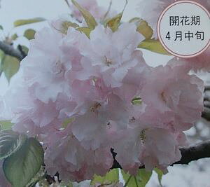 @c؁@{  c e}UN Ă܂肴@@c؁@c@y Ԗ  TN z