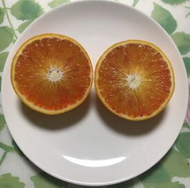 ブラッドオレンジ（タロッコ）苗木《果樹苗》