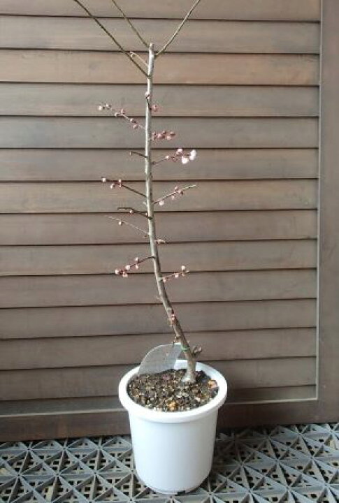 【6寸鉢植え】思いのまま 花梅 苗木 おもいのまま オモイノママ【庭木 花木 花梅 はなうめ ハナウメ】 日本花卉ガーデンセンター annex 思いのまま 花梅 苗木 おもいのまま オモイノママ