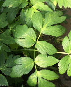 明日葉(アシタバ)2ポット あしたば 苗