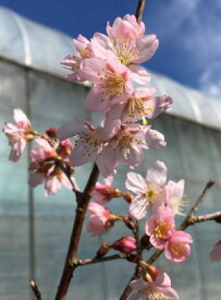 啓翁桜 桜 苗木 ケイオウザクラ けいおうざくら【庭木 花木 桜 サクラ さくら】