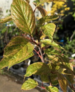 桜 鉢植えの通販 価格比較 価格 Com