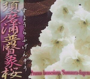 @c؁@{Yۍ  c ܂ӂ񂼂 X}EtQ]EUN@@c؁@c@y Ԗ  TN z