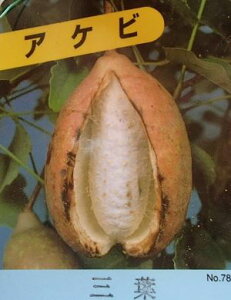 アケビ 苗 苗木 三葉あけび(三葉アケビ)《果樹苗》苗 苗木 アケビの苗木