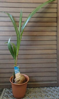 楽天市場 果樹 花木 熱帯植物 ﾈｲﾃｨﾌﾞﾌﾟﾗﾝﾂ 希少植物も有ります 日本花卉ガーデンセンター Annex トップページ