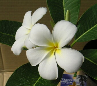 楽天市場 果樹 花木 熱帯植物 ﾈｲﾃｨﾌﾞﾌﾟﾗﾝﾂ 希少植物も有ります 日本花卉ガーデンセンター Annex トップページ