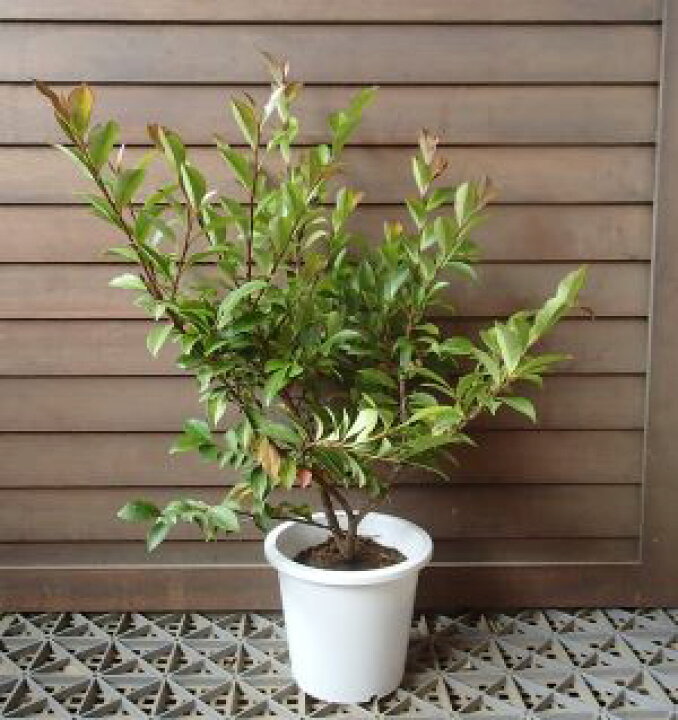 楽天市場 ヒサカキ 5寸鉢植え 日本花卉ガーデンセンター Annex