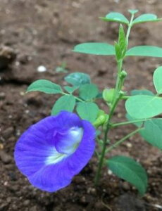 o^tCs[@3|bgc×2|bgid炫@2|bgZbgj