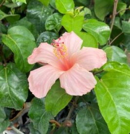 楽天市場 南国 花 鉢の通販