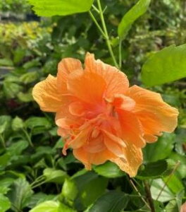 ynCrXJXznCrXJX@AvRbgvZX@c@c؁@yMѐAEgsJt[EnCAt[EnCrXJXz*G߂ɂAtԂ̓Tvʐ^