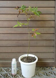 【5寸鉢植え】ナナカマド　樹高40〜60センチ程度