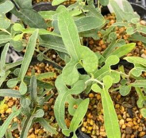 馬の鈴草(ウマノスズクサ)